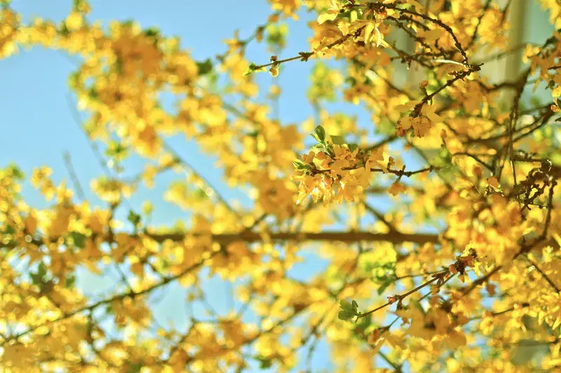 Cover Image for The Beauty of Yellow Blossoms: Enhancing Your Garden