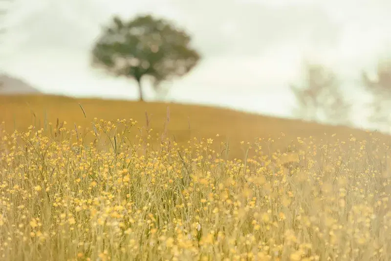 Cover Image for The Beauty of Yellow Petaled Flowers in Your Garden