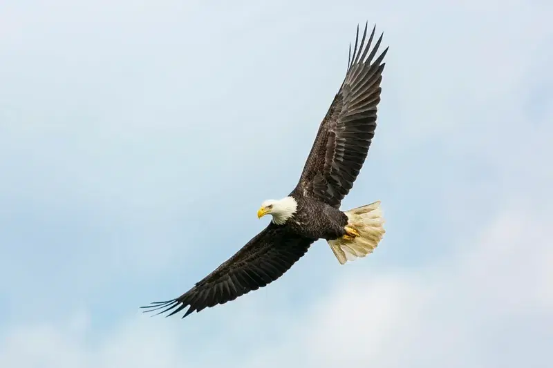 Cover Image for Incorporating Birdwatching into Your Nature-Inspired Garden