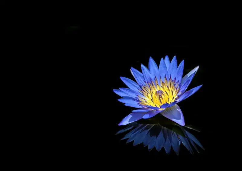 Cover Image for Exploring the Beauty of Blue Water Lilies: A Guide to Nymphaea caerulea