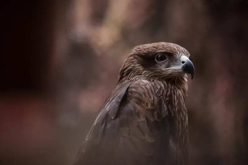 Cover Image for Bringing Nature Indoors: How to Incorporate Bird Photography into Your Home Decor