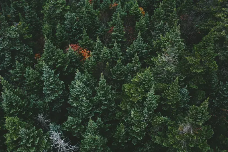 Cover Image for Bringing the Outdoors In: Nature-Inspired Home Decor