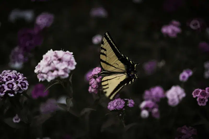 Cover Image for Embracing Nature: Creating a Butterfly-Friendly Garden