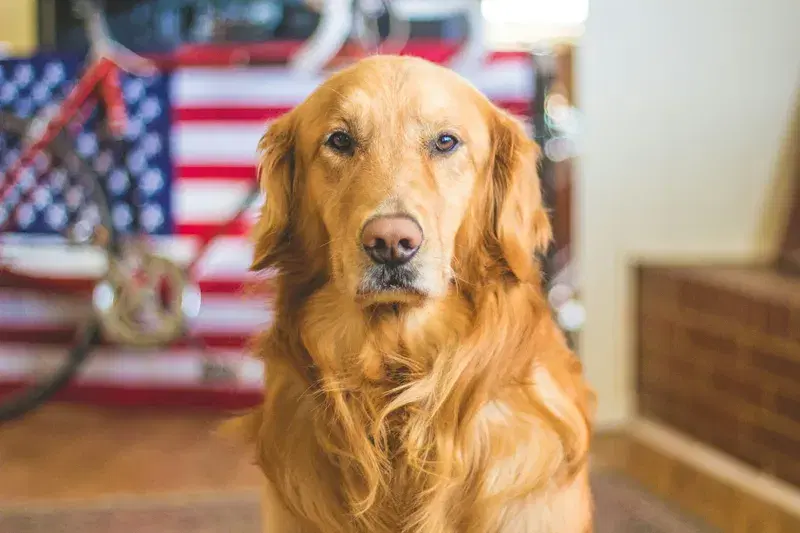 Cover Image for Capturing the Beauty of Nature: Photography with Pets