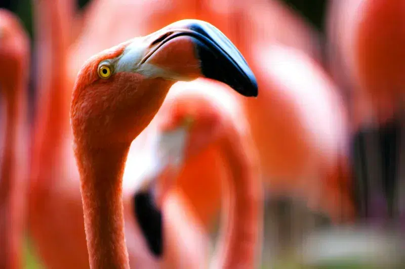 Cover Image for Capturing Nature: The Beauty of Flamingos in Your Garden