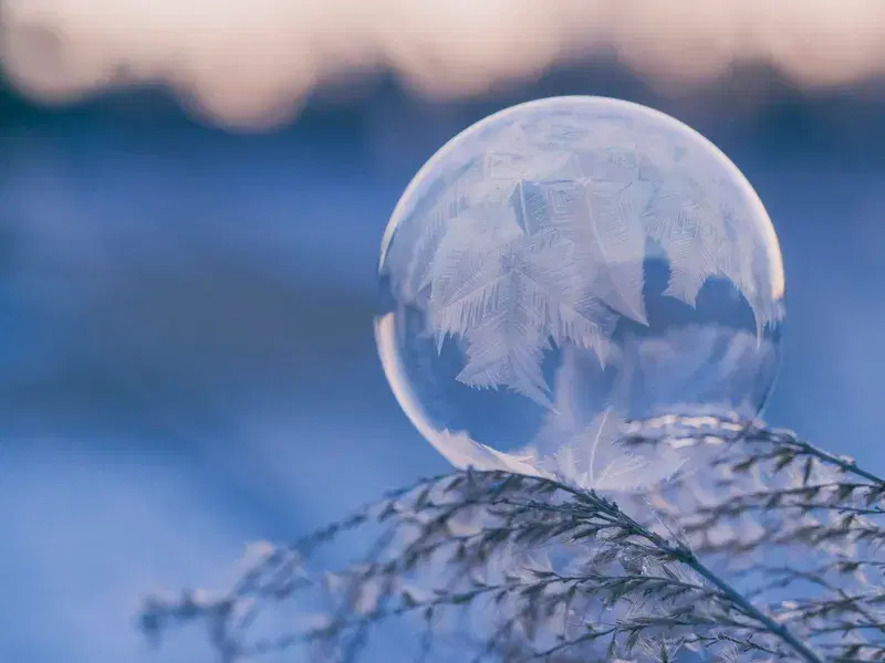 Cover Image for Capturing Nature's Beauty: The Art of Photography in Your Garden