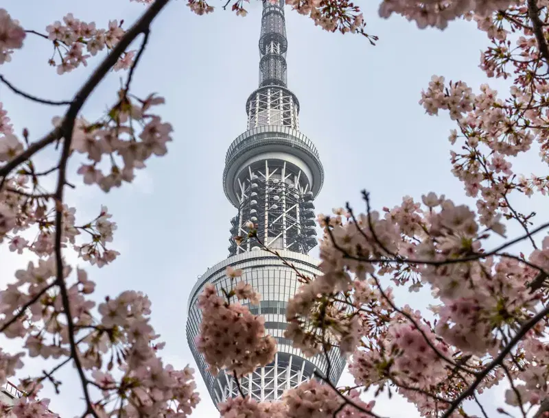 Cover Image for Capturing the Beauty of Spring: Cherry Blossoms and Monuments