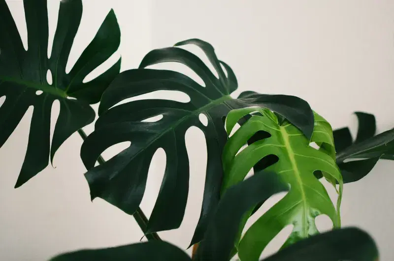 Cover Image for Caring for Your Monstera: Tips for Thriving Green Leaves