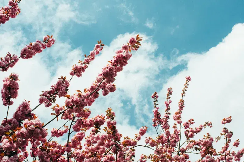 Cover Image for Incorporating Cherry Blossom Aesthetics into Your Home Decor