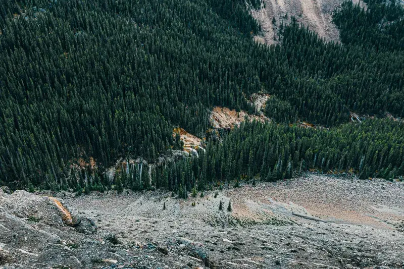 Cover Image for Incorporating the Beauty of Coniferous Forests Into Your Home Decor