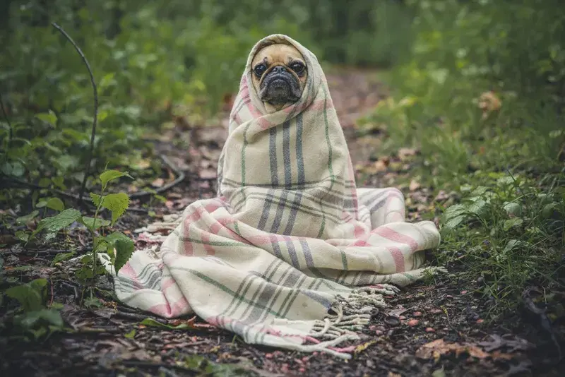 Cover Image for Creating a Cozy Backyard Sanctuary for You and Your Pets