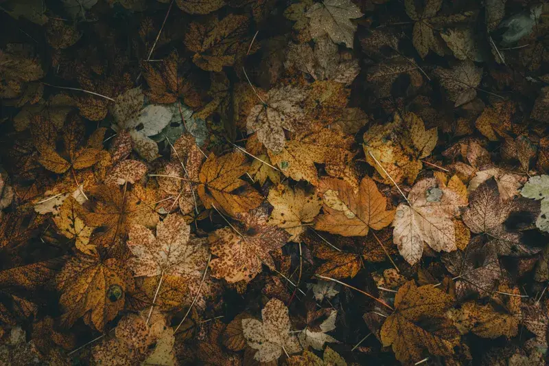 Cover Image for Creating a Cozy Fall Decor with Maple Leaves