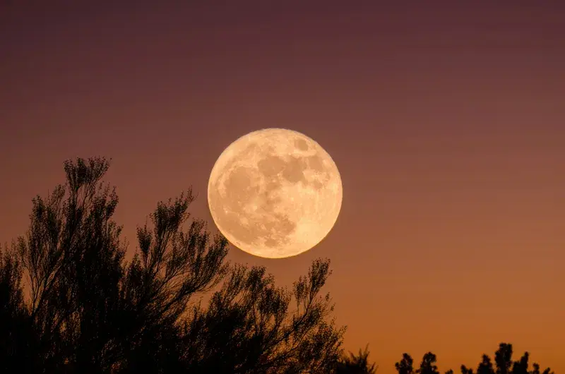 Cover Image for How to Create a Moonlit Garden: Tips for Nighttime Serenity