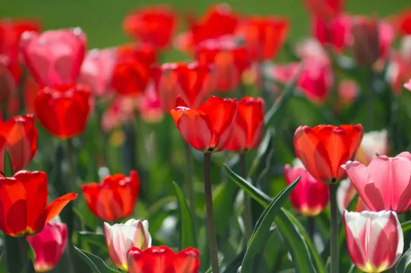 Cover Image for Creating a Colorful Garden with Tulips