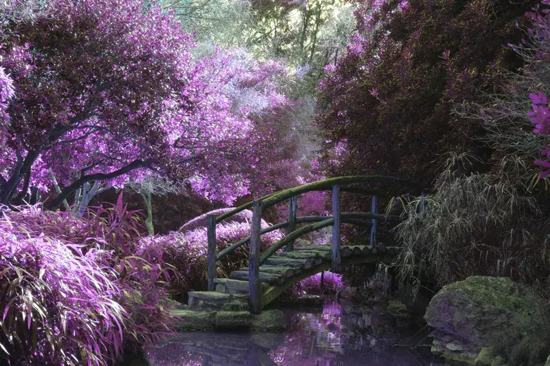 Cover Image for Creating a Mystical Garden: Tips for Your Outdoor Oasis