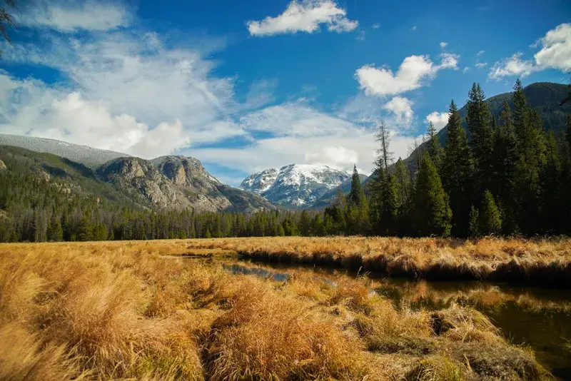 Cover Image for Creating a Nature-Inspired Garden: Tips from the Mountains