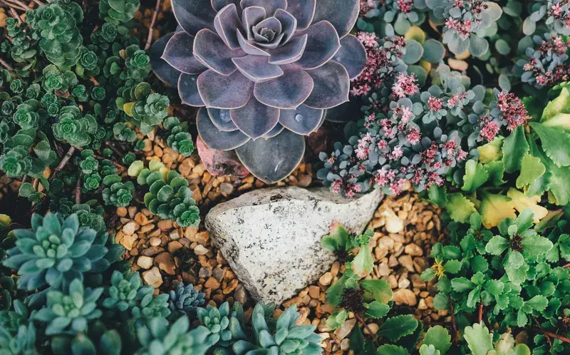 Cover Image for Creating a Succulent Paradise: Tips for Designing Your Outdoor Space