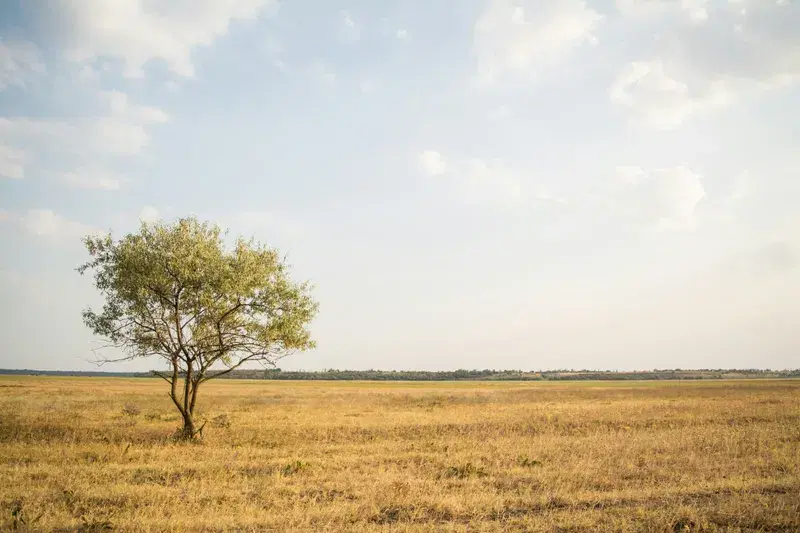 Cover Image for Creating a Sustainable Garden with Green Trees