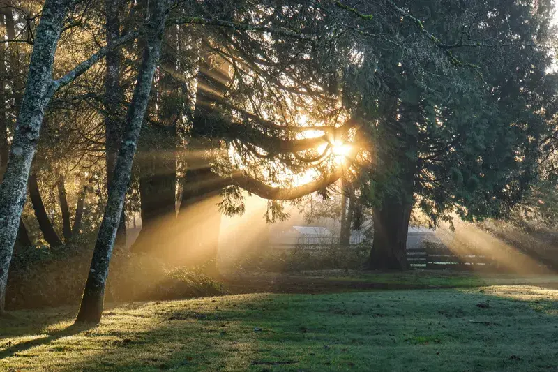 Cover Image for Creating a Tranquil Garden: The Role of Light in Plant Growth