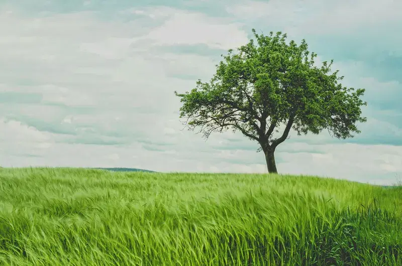 Cover Image for Creating a Tranquil Garden Space with Trees