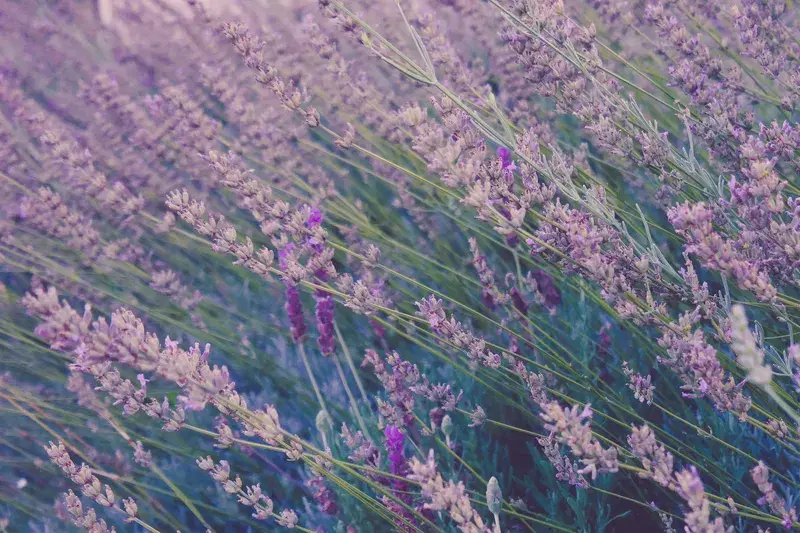 Cover Image for Creating a Tranquil Lavender Garden