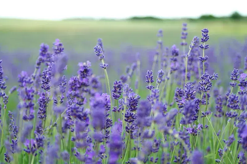 Cover Image for Creating a Tranquil Lavender Garden: Tips and Inspiration