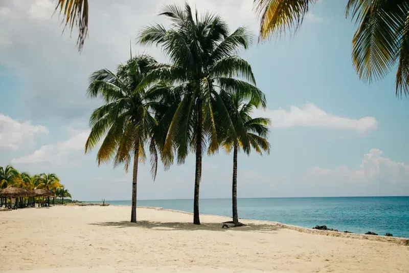 Cover Image for Creating a Tropical Oasis at Home