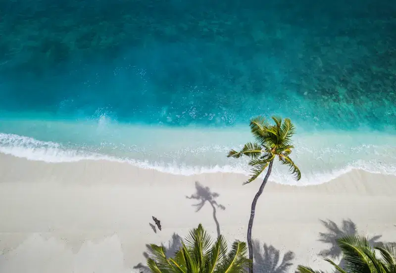 Cover Image for Creating a Tropical Oasis: Incorporating Palm Trees into Your Garden