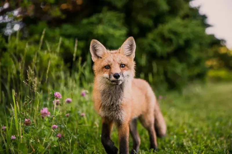 Cover Image for Creating a Wildlife-Friendly Garden