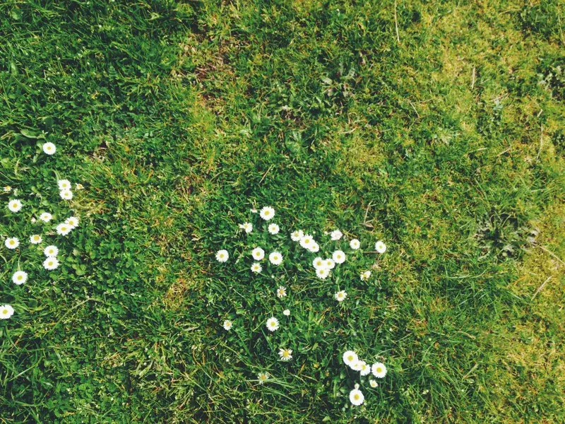 Cover Image for Creating a Beautiful Daisy Garden: Tips and Tricks