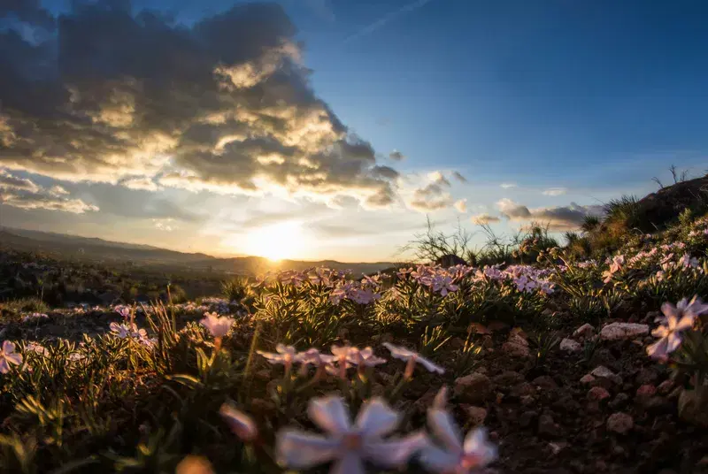 Cover Image for Creating a Beautiful Meadow Garden: Tips for Planting and Maintenance