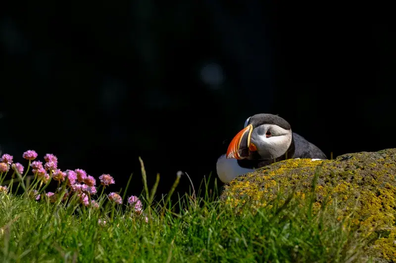 Cover Image for Creating a Bird-Friendly Garden: Tips and Tricks