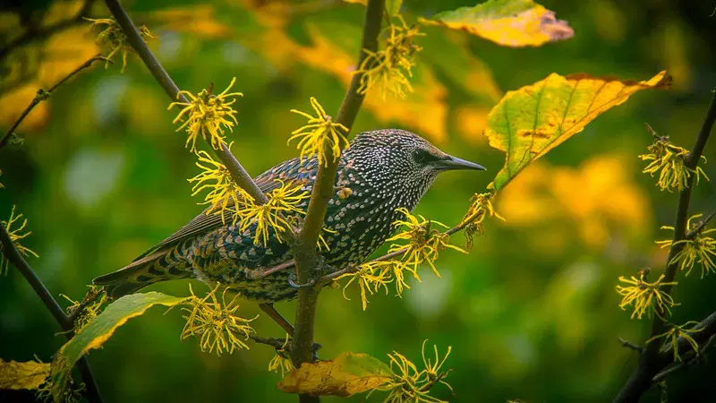 Cover Image for Creating a Bird-Friendly Garden: Tips and Tricks