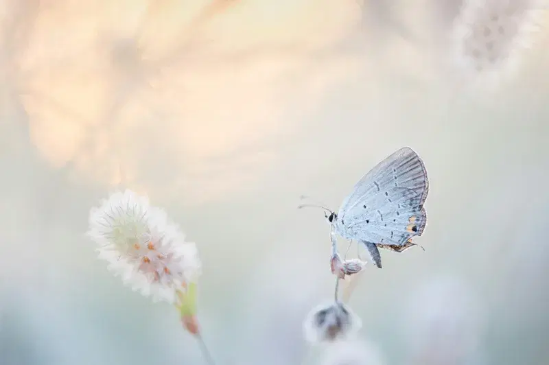 Cover Image for Creating a Butterfly-Friendly Garden