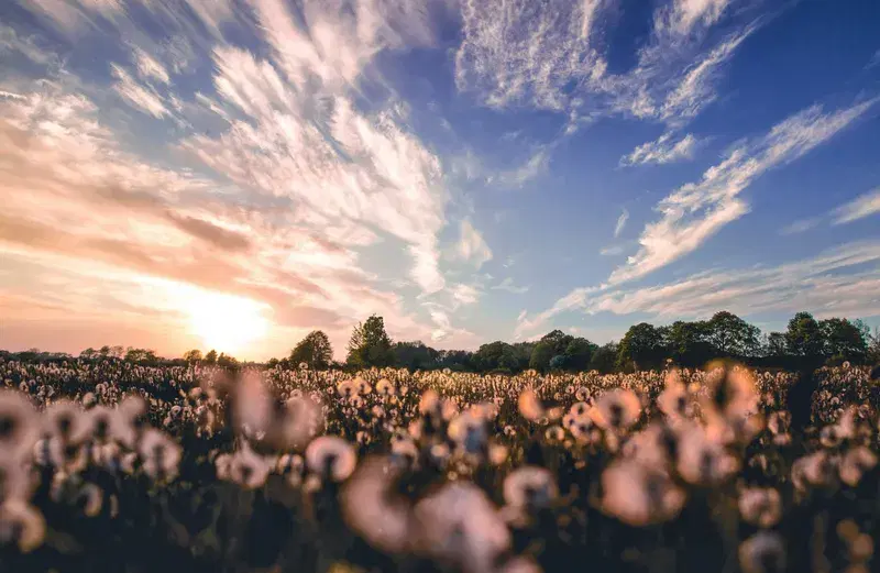 Cover Image for Creating a Dandelion-Inspired Garden for Tranquility