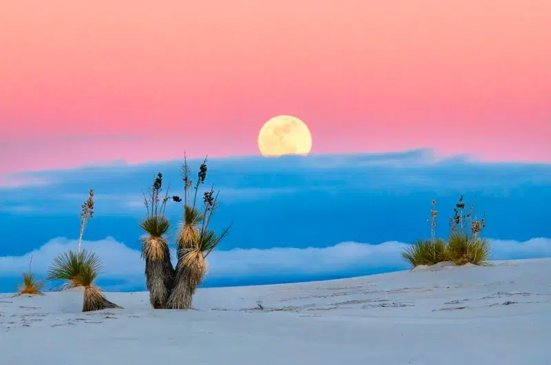Cover Image for Creating a Desert Oasis: Incorporating Palm Trees and Dunes in Your Space