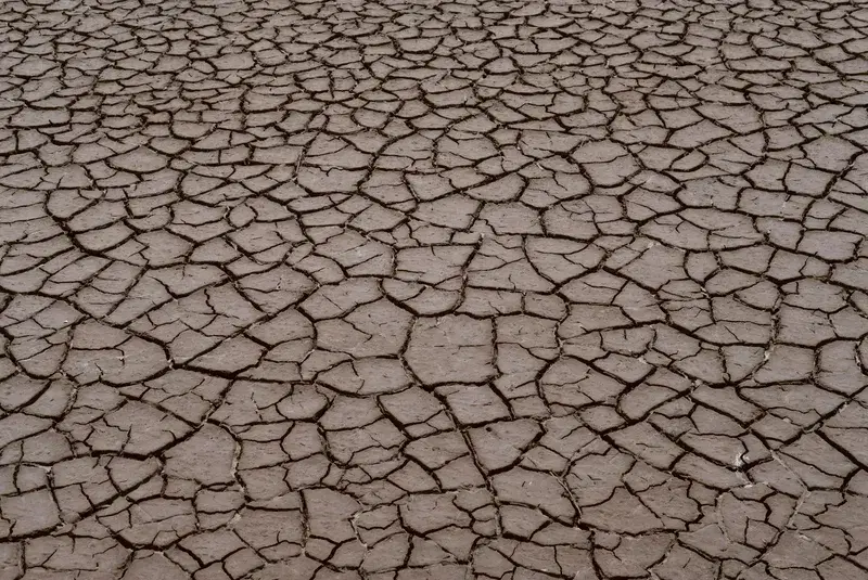 Cover Image for Creating a Drought-Resistant Garden: Embracing Dried Soil