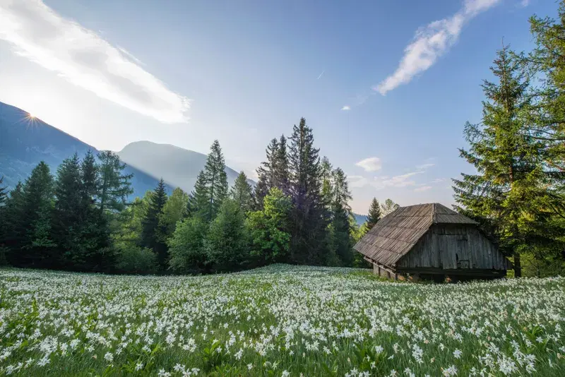 Cover Image for Creating a Floral Haven: Transform Your Space with Nature-Inspired Decor