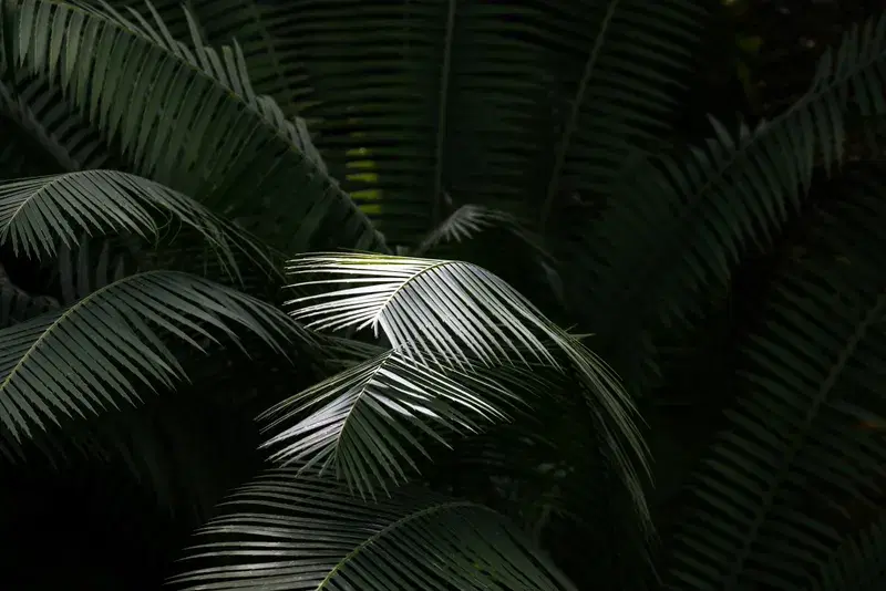 Cover Image for Creating a Green Sanctuary: The Importance of Indoor Plants During the Gray Season