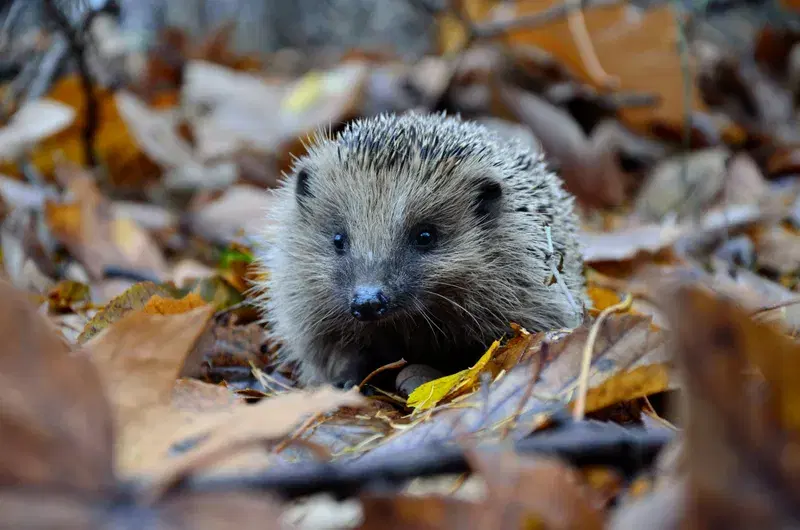 Cover Image for Creating a Hedgehog-Friendly Garden: Tips and Tricks