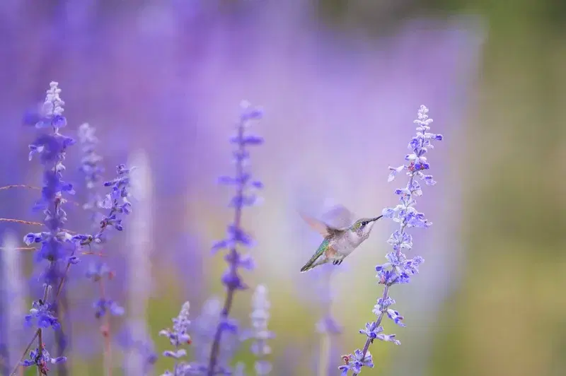 Cover Image for Creating an Inviting Garden for Hummingbirds