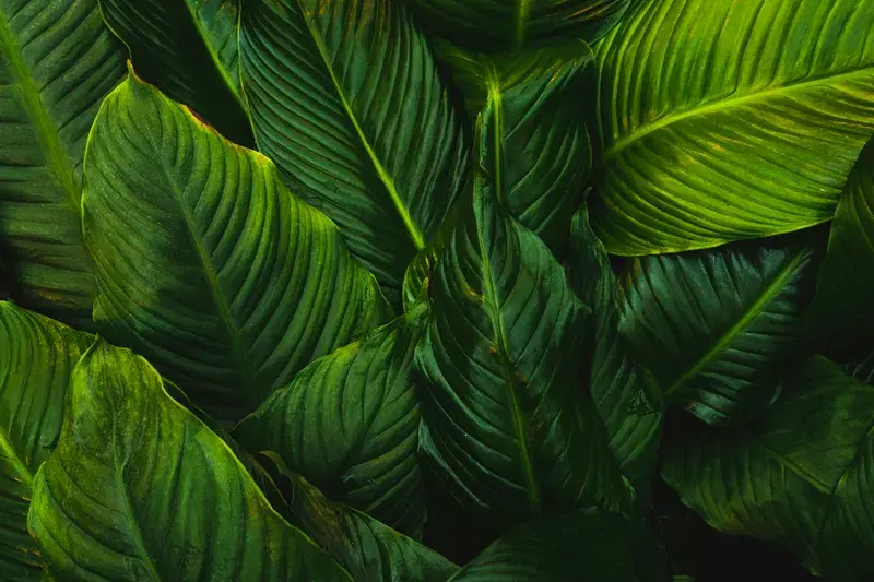 Cover Image for Creating a Jungle Oasis: Incorporating Ferns into Your Home Decor