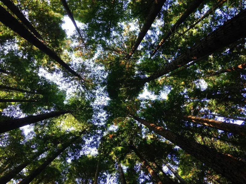 Cover Image for Creating a Jungle Oasis: Incorporating Tall Trees into Your Garden Design