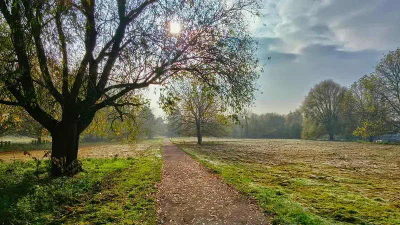 Cover Image for Creating a Nature-Inspired Space: The Beauty of Autumn Flora