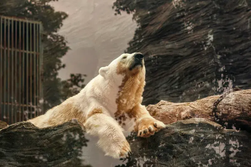 Cover Image for Creating Nature-Inspired Spaces: Lessons from Wildlife