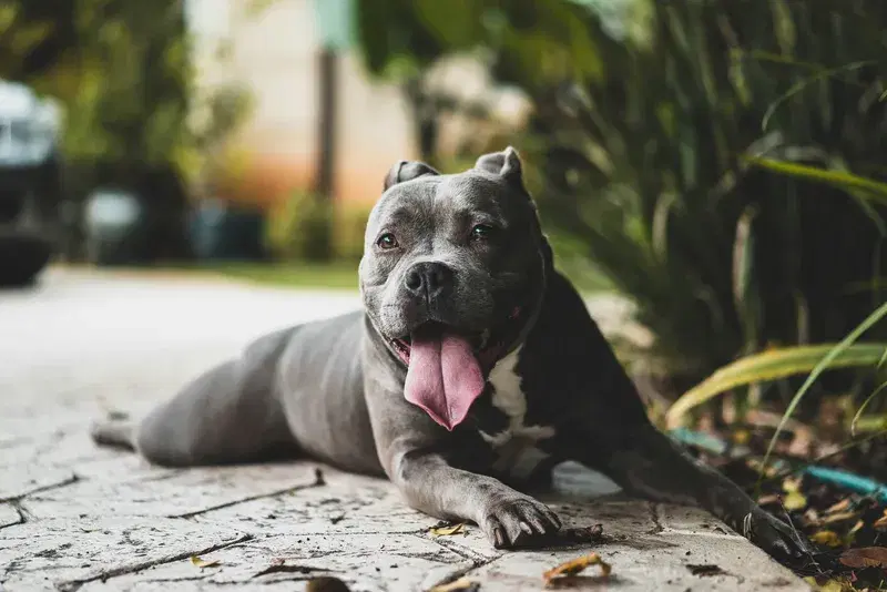 Cover Image for Creating a Pet-Friendly Garden: Tips for Dog Owners
