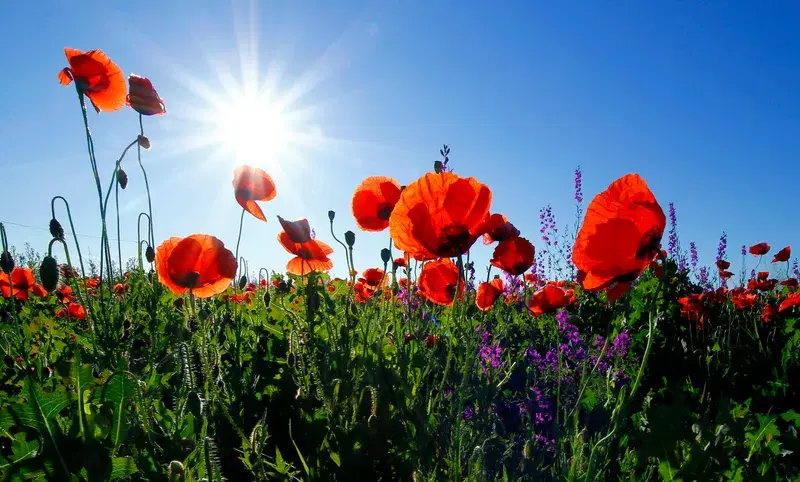 Cover Image for Creating a Serene Garden with Poppies