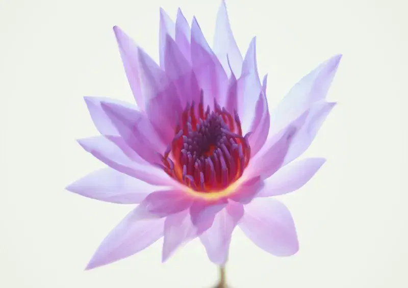 Cover Image for Creating a Serene Space: Incorporating Lotus Flowers in Your Garden