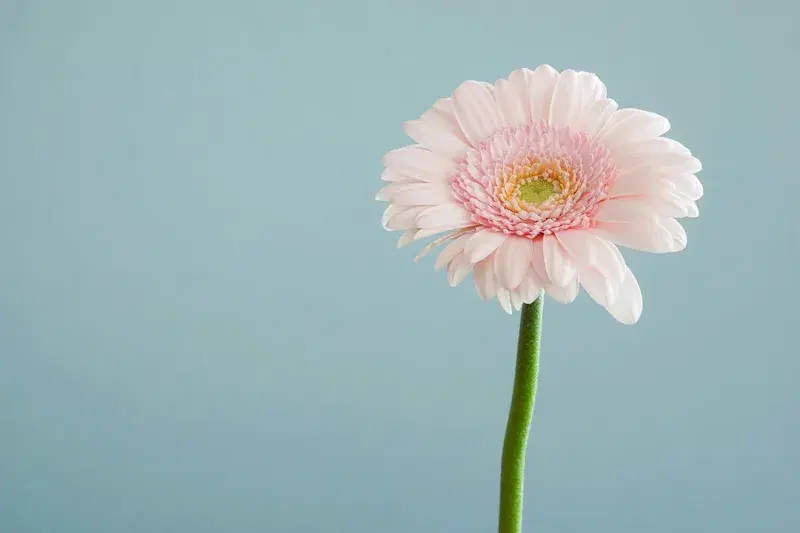 Cover Image for Creating Stunning Flower Arrangements with Gerbera Daisies