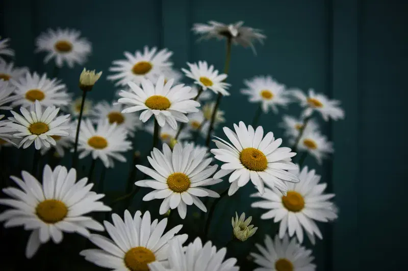 Cover Image for Creating a Stunning Garden with Oregon Daisies